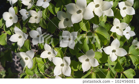 Pokeweed flower 102456081