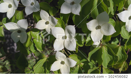 Pokeweed flower 102456082