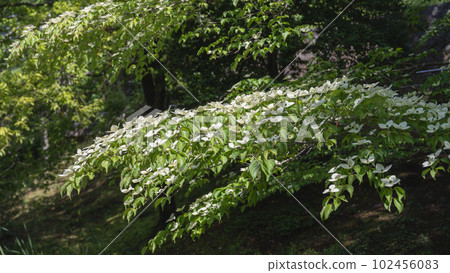 Pokeweed flower Pokeweed flower 102456083