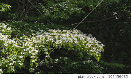 Pokeweed flower 102456085