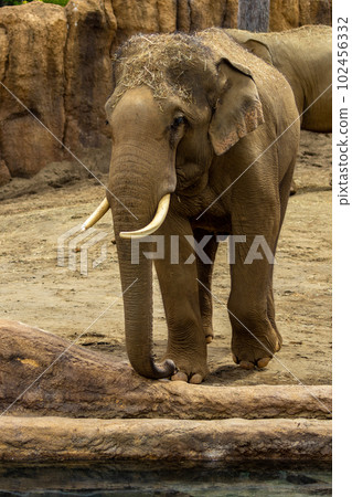 札幌丸山動物園大象 札幌丸山動物園大象 102456332