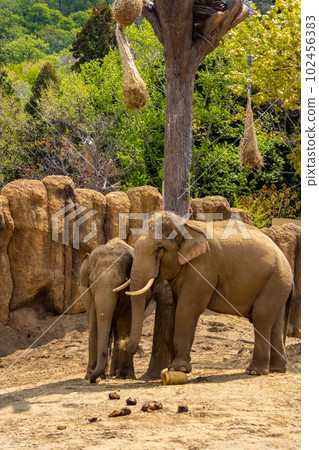 Sapporo Maruyama Zoo Elephant Sapporo Maruyama Zoo Elephant 102456383