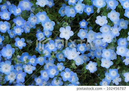 Nemophila Nemophila 102456787