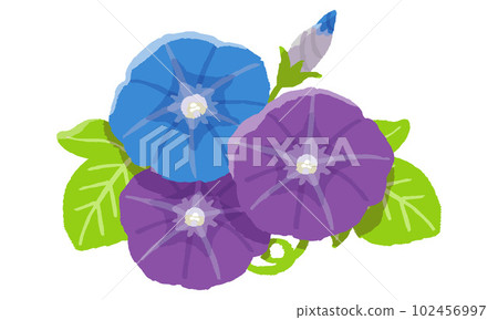 Morning glory (hand-painted color) 102456997