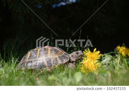 Domestic turtle sniffs and eats flower salad on the lawn. An exotic pet feeds on dandelions. Domestic turtle sniffs and eats flower salad on the lawn. An exotic pet feeds on dandelions. 102457235