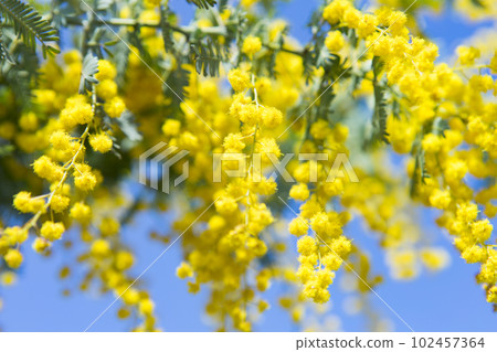 Mimosa flowers and blue sky 102457364