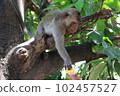 Monkeys in Phnom Penh, Cambodia 102457527