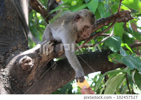 Monkeys in Phnom Penh, Cambodia 102457527