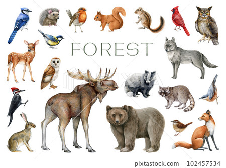 Forest animals and birds set. Watercolor painted illustration. Wildlife collection. Hand drawn wild forest animals set. Bear, fox, wolf, rabbit, squirrel, robin, raccoon, moose, owl elements 102457534