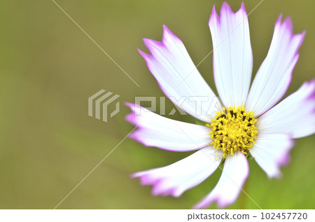 Cute autumn cosmos swaying in the breeze 102457720