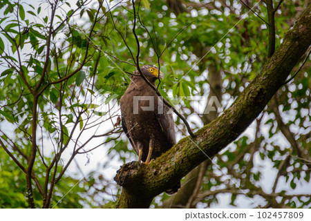 An eagle stands on a tree trunk and stares at the photographer. An eagle stands on a tree trunk and stares at the photographer. 102457809
