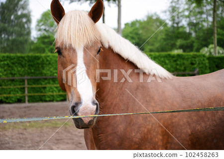 The typical brown Brabant horse in its natural environment The typical brown Brabant horse in its natural environment 102458263