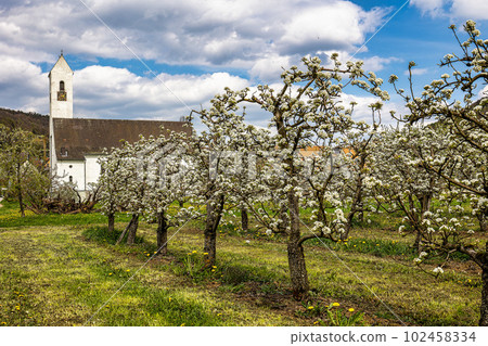 Cherry blossom on the hills around Pretzfeld, Germany in Franconian Switzerland Cherry blossom on the hills around Pretzfeld, Germany in Franconian Switzerland 102458334