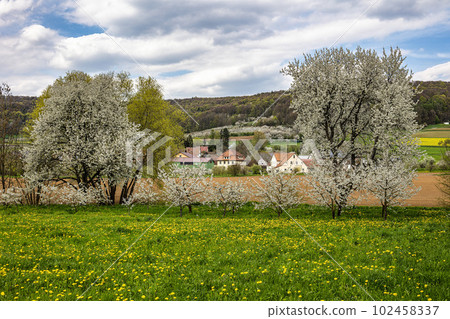 Cherry blossom on the hills around Pretzfeld, Germany in Franconian Switzerland 102458337