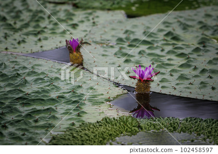 Bloom pretty 102458597