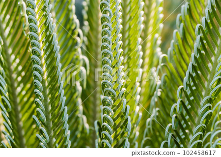 Fresh palm leaf, Abstract green background, Selective focus. Fresh palm leaf, Abstract green background, Selective focus. 102458617