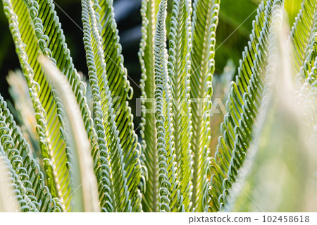 Fresh palm leaf, Abstract green background, Selective focus. 102458618
