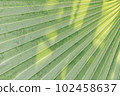 Low key palm leaves dark nature background. 102458637