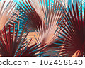 Low key palm leaves dark nature background. 102458640