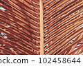 Low key palm leaves dark nature background. 102458644