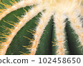 Close up summer desert cactus. Green leaves. Natural background. 102458650