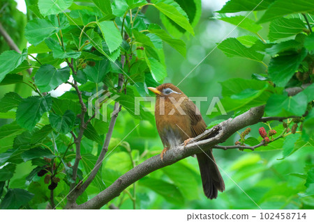 Laughing butterfly perched on a mulberry tree Wild bird 102458714