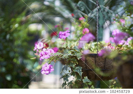 Ivy geraniums planted in hanging baskets 102458729