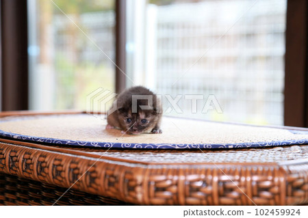 出生2週左右眼睛才剛剛睜開的流浪貓寶寶,一隻可愛的保護貓小貓 出生2週左右眼睛才剛剛睜開的流浪貓寶寶,一隻可愛的保護貓小貓 102459924