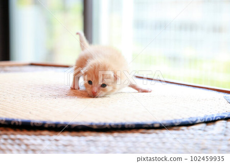 A stray cat baby whose eyes have just opened about 2 weeks after birth, a cute protected cat kitten 102459935