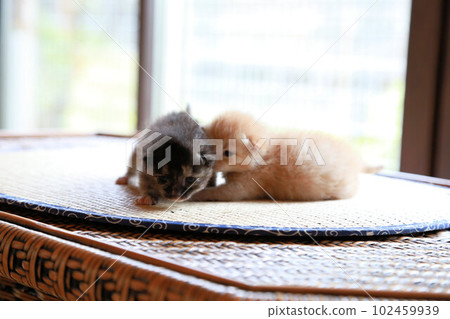 A stray cat baby whose eyes have just opened about 2 weeks after birth, a cute protected cat kitten A stray cat baby whose eyes have just opened about 2 weeks after birth, a cute protected cat kitten 102459939