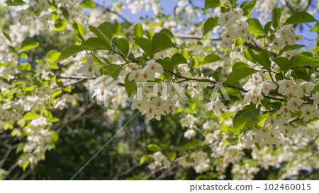 Styrax|Ego flower blooming in early summer Styrax|Ego flower blooming in early summer 102460015