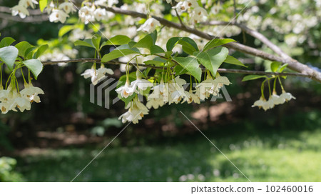 Styrax|Ego flower blooming in early summer Styrax|Ego flower blooming in early summer 102460016