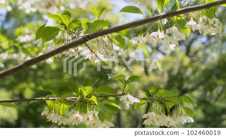 蘇合香｜開初夏的自我花 102460019