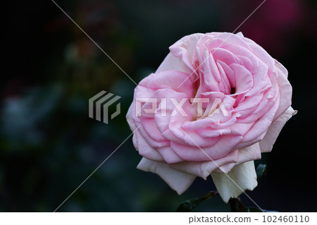 巴拉我的花園 102460110