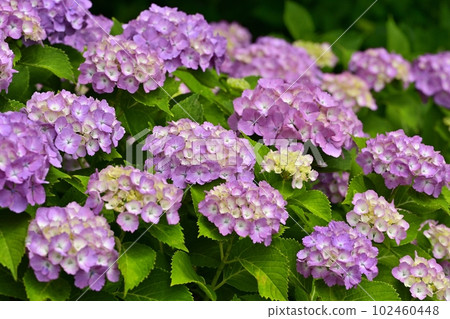 Hydrangea flowers at Gongendo Tsutsumi, Satte City 102460448