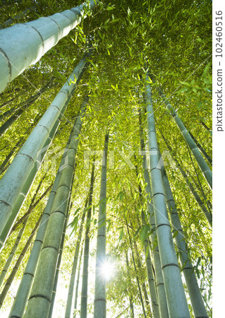 Morning of bamboo grove Morning of bamboo grove 102460516