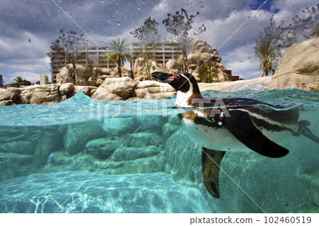 風景與 penguins_2 風景與 penguins_2 102460519