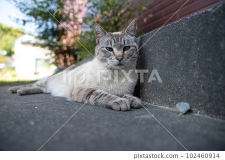 A cat staring at you A cat staring at you 102460914