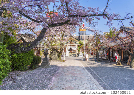 櫻花盛開時節的櫻之宮神社（Sakuranomiya）——大阪府大阪市宮古島區中野町—— 102460931
