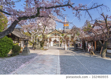 Sakuranomiya Shrine (Sakuranomiya) in the season when the cherry blossoms are in full bloom --Nakano-cho, Miyakojima-ku, Osaka-shi, Osaka-- Sakuranomiya Shrine (Sakuranomiya) in the season when the cherry blossoms are in full bloom --Nakano-cho, Miyakojima-ku, Osaka-shi, Osaka-- 102460935