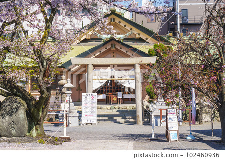 Sakuranomiya Shrine (Sakuranomiya) in the season when the cherry blossoms are in full bloom --Nakano-cho, Miyakojima-ku, Osaka-shi, Osaka-- Sakuranomiya Shrine (Sakuranomiya) in the season when the cherry blossoms are in full bloom --Nakano-cho, Miyakojima-ku, Osaka-shi, Osaka-- 102460936