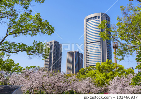 大阪毛馬櫻之宮公園櫻花和 OAP 塔 102460937