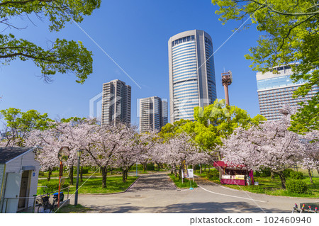 大阪毛馬櫻之宮公園櫻花和 OAP 塔 大阪毛馬櫻之宮公園櫻花和 OAP 塔 102460940