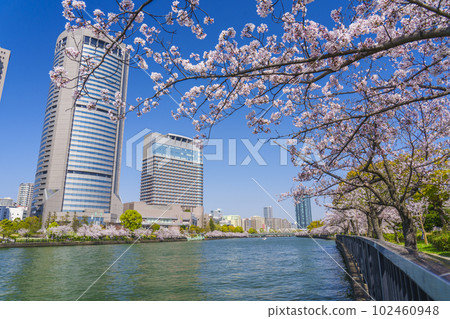 大阪毛馬櫻之宮公園櫻花、OAP 塔和大川 102460948