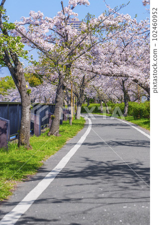 Sakura Jogging Course at Kema Sakuranomiya Park, Osaka 102460952