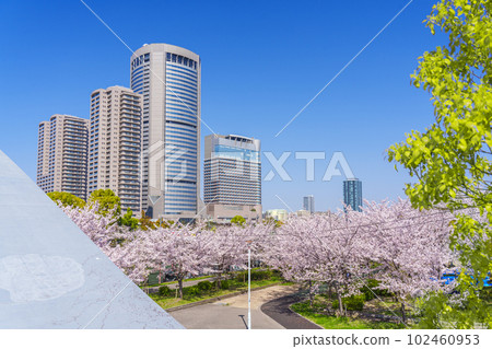 Cherry blossoms in Kemasakuranomiya Park, Osaka View from Shinsakuranomiya Bridge 102460953