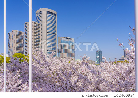 大阪毛馬倉之宮公園的櫻花從新櫻之宮橋看 大阪毛馬倉之宮公園的櫻花從新櫻之宮橋看 102460954