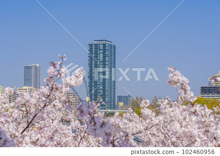 Cherry blossoms in Kemasakuranomiya Park, Osaka View from Shinsakuranomiya Bridge Cherry blossoms in Kemasakuranomiya Park, Osaka View from Shinsakuranomiya Bridge 102460956