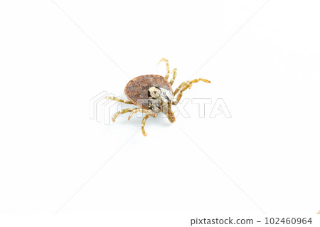 White background photo of Tick White background photo of Tick 102460964