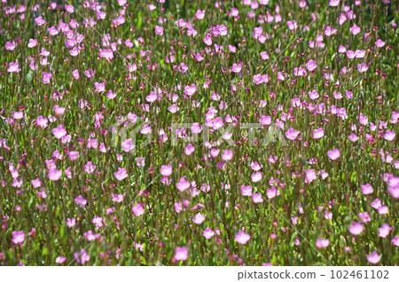 Akabana Yugesho (Akabana Yugesho) growing in colonies under the spring sunshine 102461102